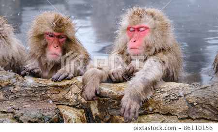 Jigokudani Yaen-Koen Monkey (Snow Monkey) 86110156