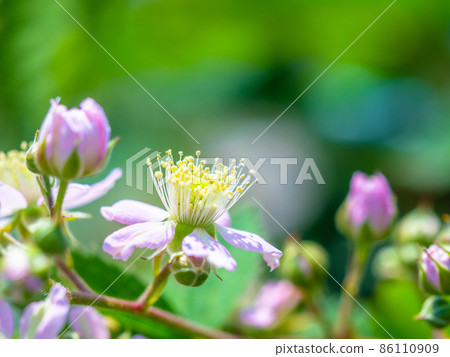 黑莓花 黑莓花 86110909