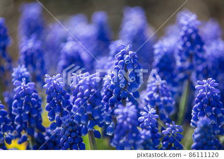 藍紫色的穆斯卡里 86111120