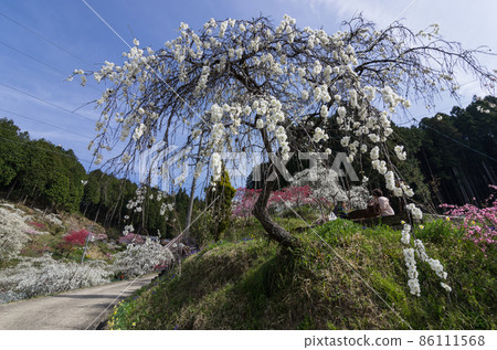 Weeping peach blooming path Weeping peach blooming path 86111568