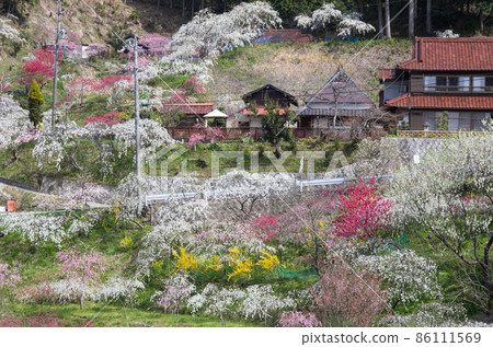 桃花盛開的山村 86111569