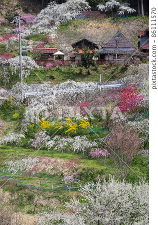 Mountain village where weeping peach blossoms bloom Mountain village where weeping peach blossoms bloom 86111570