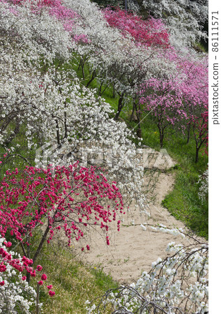 Weeping peach blossom path in full bloom Weeping peach blossom path in full bloom 86111571