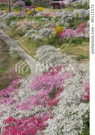 Weeping peach blossom path in full bloom Weeping peach blossom path in full bloom 86111572