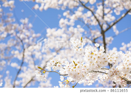 Background image of cherry blossoms and blue sky in full bloom in spring 86111655