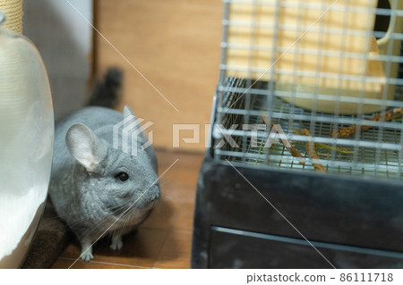 [Pet] Chinchilla in the room [Small animal] 86111718