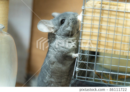[Pet] Chinchilla in the room [Small animal] 86111722