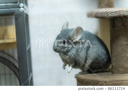 [Pet] Chinchilla in the room [Small animal] 86111724