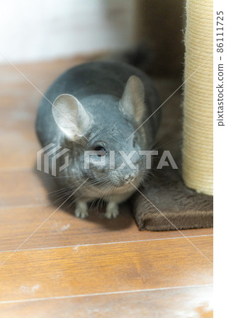 [Pet] Chinchilla in the room [Small animal] 86111725