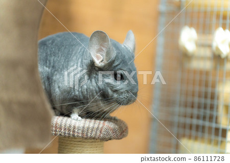 [Pet] Chinchilla in the room [Small animal] 86111728