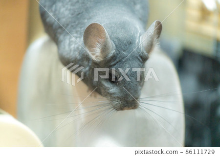 [Pet] Chinchilla in the room [Small animal] 86111729