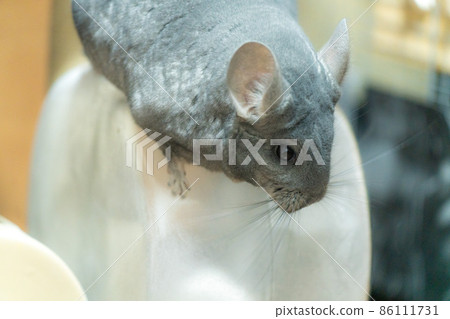 [Pet] Chinchilla in the room [Small animal] 86111731