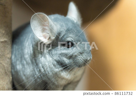 [Pet] Chinchilla in the room [Small animal] 86111732