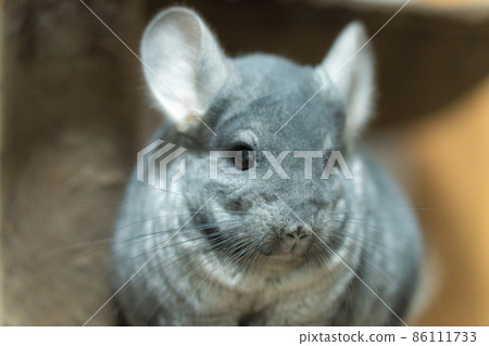 [Pet] Chinchilla in the room [Small animal] 86111733