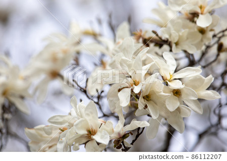 Blooming spicy flowers 86112207