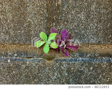 The plant weeds, two-colored weeds that live in the gaps between the walls 86112651