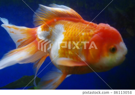 Goldfish in a healing bar Goldfish in a healing bar 86113058