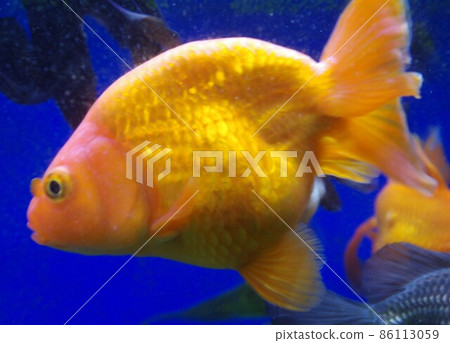 療愈酒吧里的金魚 療愈酒吧里的金魚 86113059