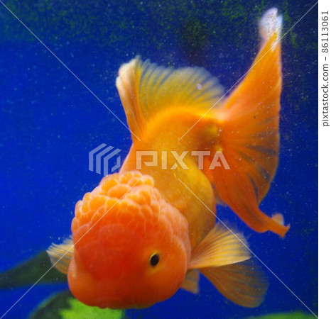 Goldfish in a healing bar Goldfish in a healing bar 86113061