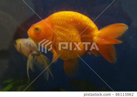 Goldfish in a healing bar Goldfish in a healing bar 86113062