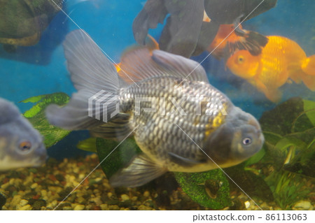 Goldfish in a healing bar Goldfish in a healing bar 86113063