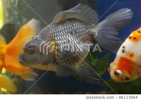 Goldfish in a healing bar Goldfish in a healing bar 86113064