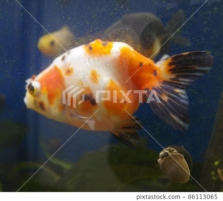 Goldfish in a healing bar Goldfish in a healing bar 86113065