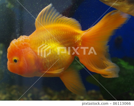 Goldfish in a healing bar Goldfish in a healing bar 86113066