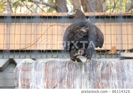 兩隻日本狗鷹在動物園籠子裡的風景 86114328