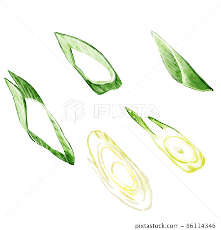 Hand-painted watercolor diagonally cut green onion illustration set 86114346