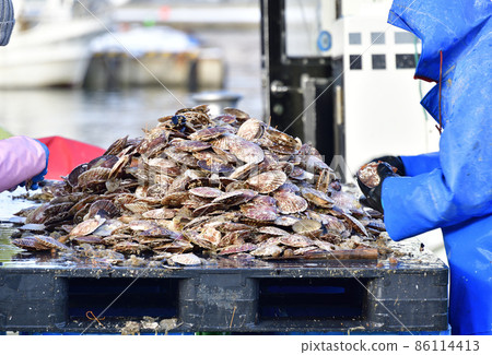 Photographing the scenery of scallop landing work at Ishikura Fishing Port, Mori Town, Hokkaido in winter 86114413