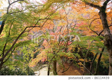 色彩鮮豔的日本楓葉 86114439