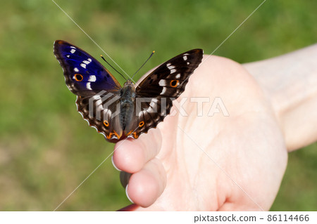 Beautiful butterfly sits on the girl's fingertips, selective focus, Blue gloss open wings, selective focus Beautiful butterfly sits on the girl's fingertips, selective focus, Blue gloss open wings, selective focus 86114466