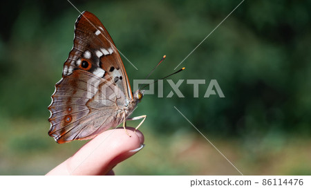 Beautiful butterfly sits on the girl's fingertips, selective focus Beautiful butterfly sits on the girl's fingertips, selective focus 86114476