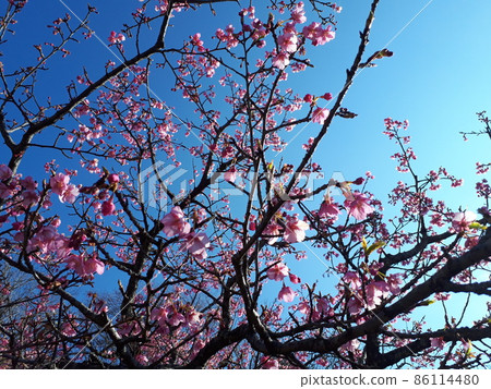 Kawazu cherry blossoms blooming in winter Kawazu cherry blossoms blooming in winter 86114480