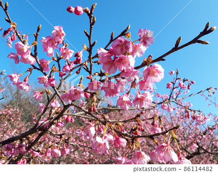 Kawazu cherry blossoms blooming in winter Kawazu cherry blossoms blooming in winter 86114482