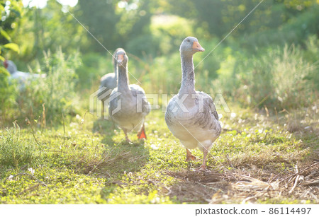 Domestic geese on a meadow. Farm landscape. Geese in the grass, domestic bird, flock of geese 86114497