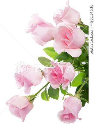 beautiful bouquet of pink roses flowers isolated on white background 86114536