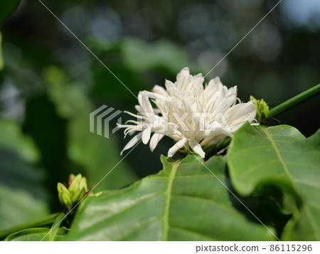 Robusta coffee blossom on tree plant with green leaf with black color in background. Petals and white stamens of blooming flowers Robusta coffee blossom on tree plant with green leaf with black color in background. Petals and white stamens of blooming flowers 86115296