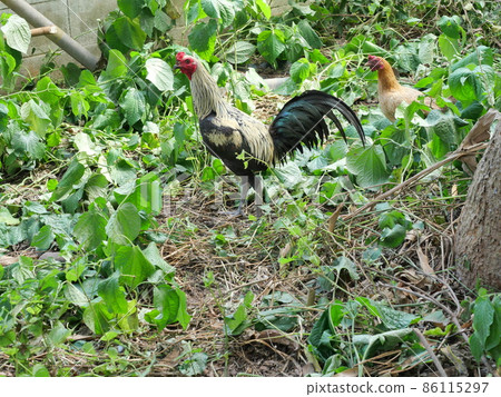 Chicken standing on dirt land with natural green tree leaf, Black with brown and yellow color stripes of feather on rooster and hen, Piper sarmentosum or Leafus leaf in Thailand Chicken standing on dirt land with natural green tree leaf, Black with brown and yellow color stripes of feather on rooster and hen, Piper sarmentosum or Leafus leaf in Thailand 86115297