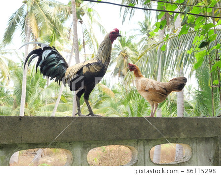 Chicken is standing on concrete wall with natural green coconut palm tree leaf in background, Black with brown and yellow color stripes of of the feathers on rooster and hen, Thailand Chicken is standing on concrete wall with natural green coconut palm tree leaf in background, Black with brown and yellow color stripes of of the feathers on rooster and hen, Thailand 86115298