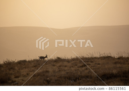 Silhouette of goat on a rock with an orange dawn sky at background Silhouette of goat on a rock with an orange dawn sky at background 86115561