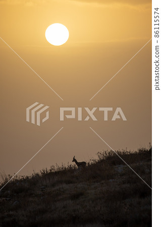 Silhouette of goat on a rock with an orange dawn sky at background Silhouette of goat on a rock with an orange dawn sky at background 86115574