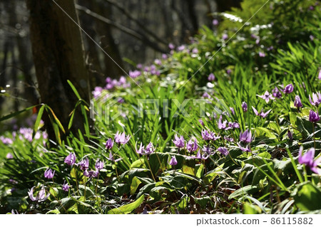 Mikamoyama Katakuri no Sato 86115882