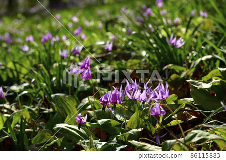 三賀山片栗之裡 86115883