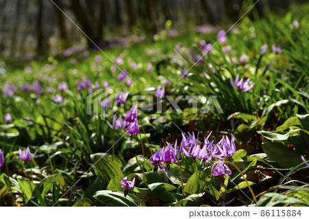 三賀山片栗之裡 86115884