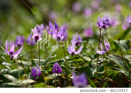 三賀山片栗之裡 86115917