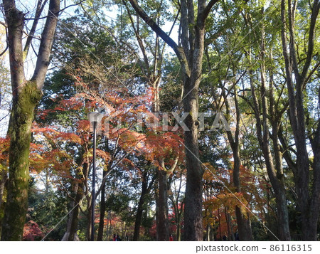 Shimogamo Shrine over the autumn leaves in Kyoto 86116315