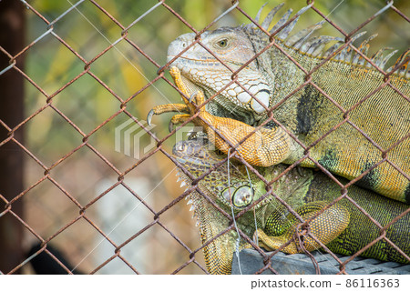 Portrait of green Iguana in the cage, Iguana have strong jaws with razor-sharp teeth and sharp tails. One of the most popular reptile pets in the United States. Portrait of green Iguana in the cage, Iguana have strong jaws with razor-sharp teeth and sharp tails. One of the most popular reptile pets in the United States. 86116363