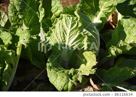 Chinese cabbage cultivation Chinese cabbage cultivation 86116634